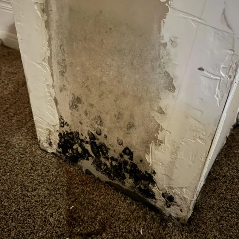 Professional Mold Removal in Corrales, NM